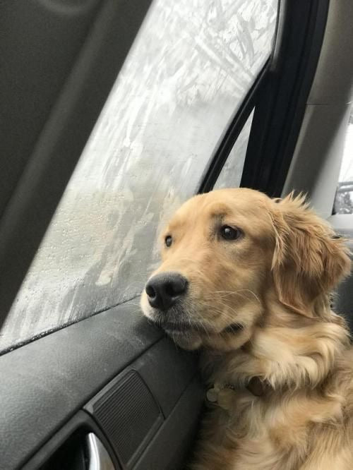 Si a tu perro no le gusta, te devolvemos el dinero.